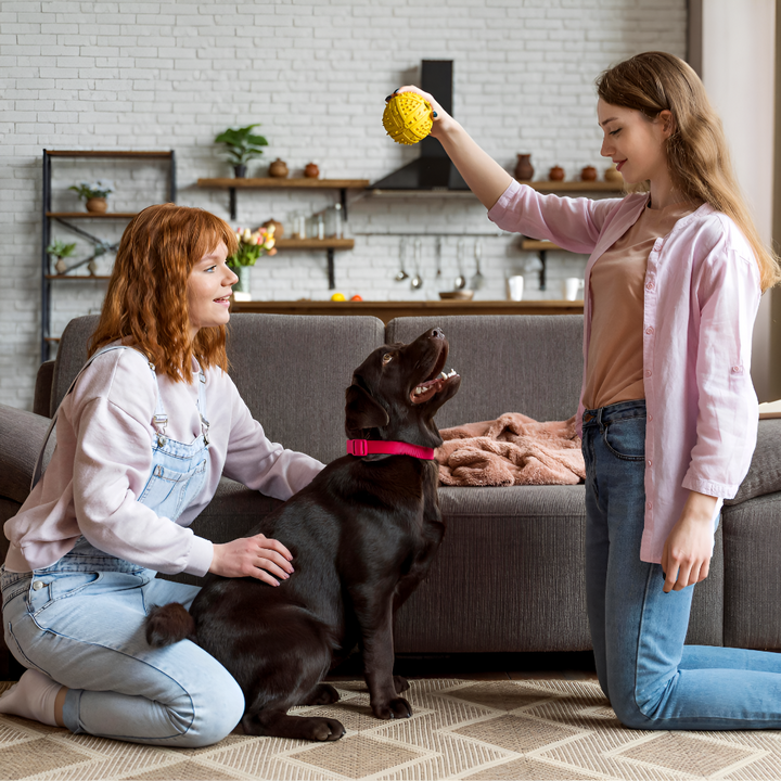 Fun and Safe Playtime Ideas for Pets