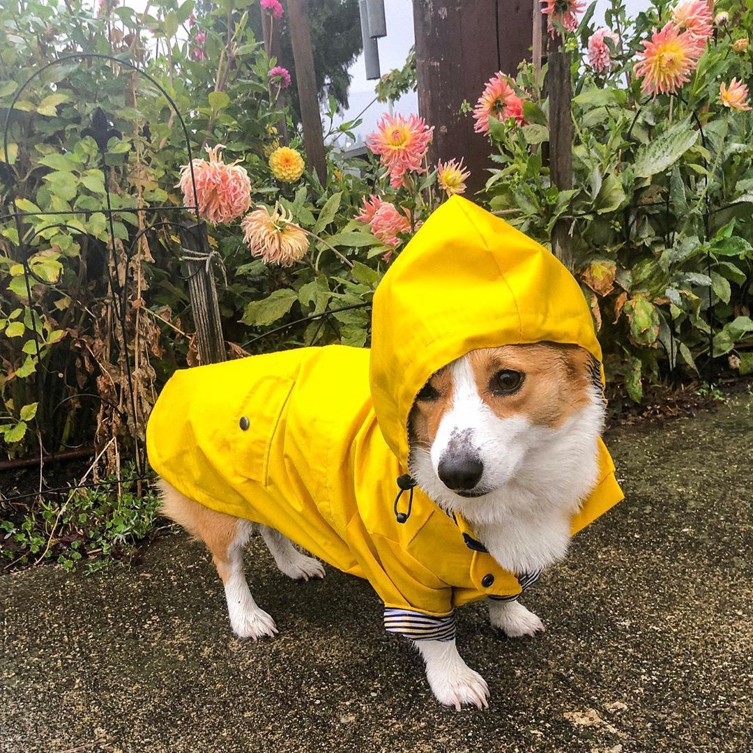 British Retro Padded Dog Raincoat